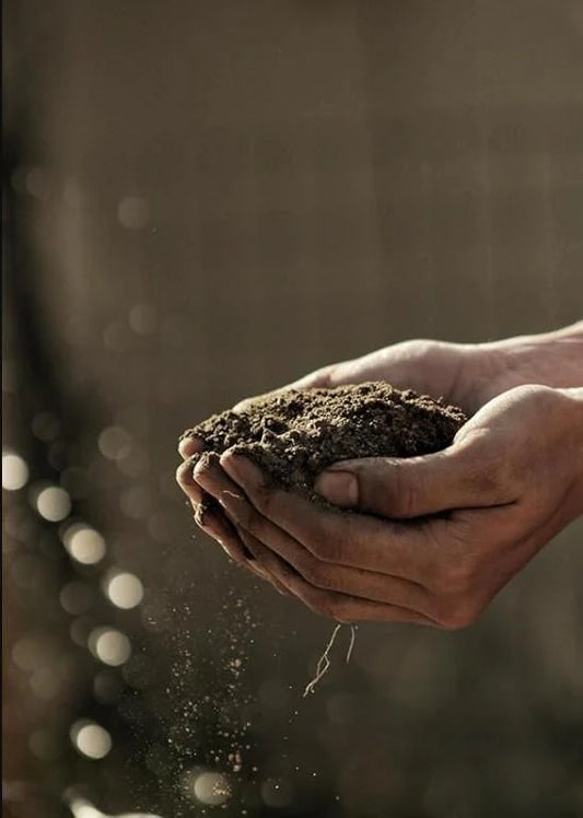 Vermicompost Fertilizer for Home garden Plants 500g